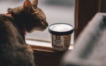 Transform Your Cat's Living Space with DoMyOwn's Top-Notch Equipment